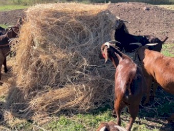  Shedded end of season  Bluegrass  Pasture Hay 4^4 