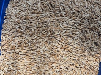 Bulk Mitika Feed Oats For Sale