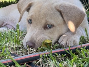 Gorgeous Purebred Kelpies 3 cream males left READY TO GO NOW