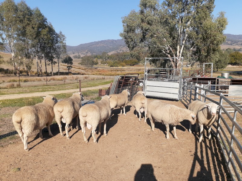Gaerloch White Suffolk Rams