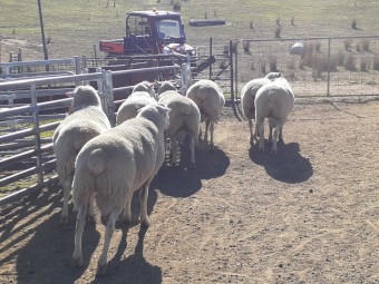 Gaerloch White Suffolk Rams