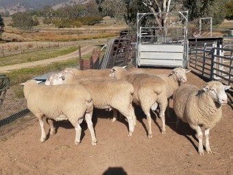 Gaerloch White Suffolk Rams