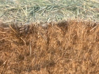 29mt Oaten Hay 8x4x3 Bales