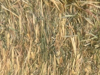 29mt Oaten Hay 8x4x3 Bales