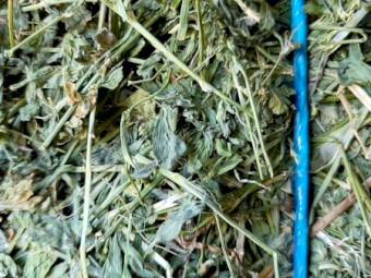 2nd cut irrigated  Lucerne 