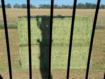 2nd cut irrigated  Lucerne 