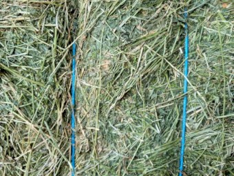 2nd cut irrigated  Lucerne 