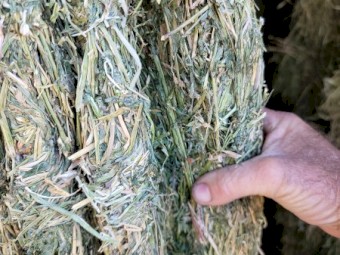 2nd cut irrigated  Lucerne 