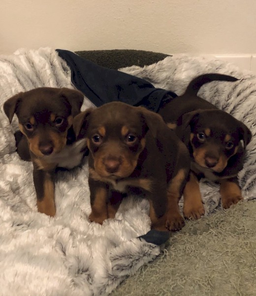 Kelpie Purebred  Red & Tan Colour Puppies 