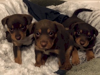 Kelpie Purebred  Red & Tan Colour Puppies 