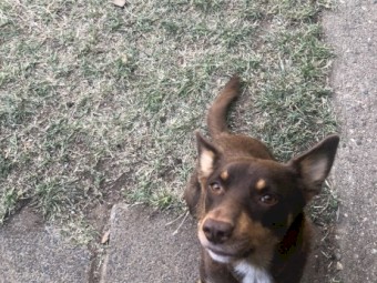 Kelpie Purebred  Red & Tan Colour Puppies 