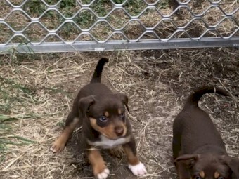 Kelpie Purebred  Red & Tan Colour Puppies 