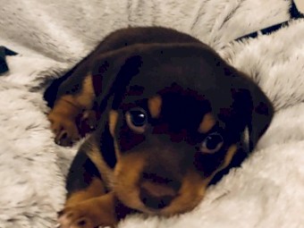 Kelpie Purebred  Red & Tan Colour Puppies 