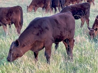 *EOI* 1,200 Hectares Grazing property VERSATILE BREEDING & FINISHING OPPORTUNITY