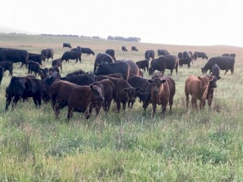 *EOI* 1,200 Hectares Grazing property VERSATILE BREEDING & FINISHING OPPORTUNITY