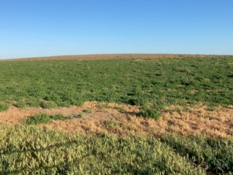 *EOI* 1,200 Hectares Grazing property VERSATILE BREEDING & FINISHING OPPORTUNITY