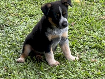 Cattle dog X pups 