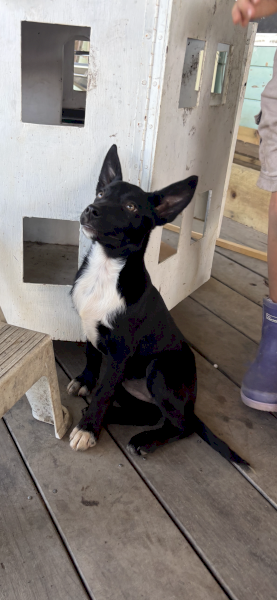 Working bred Kelpie x Collie bitch pups 