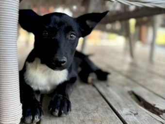 Working bred Kelpie x Collie bitch pups 