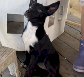 Working bred Kelpie x Collie bitch pups 