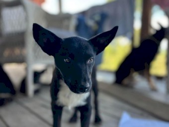 Working bred Kelpie x Collie bitch pups 