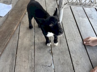 Working bred Kelpie x Collie bitch pups 