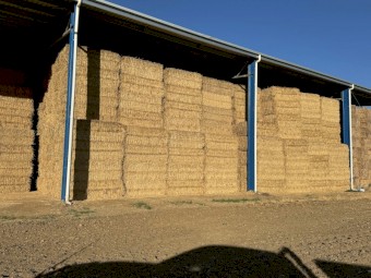 200 tons Wheaten Straw 530kg 8x4x3 Bales