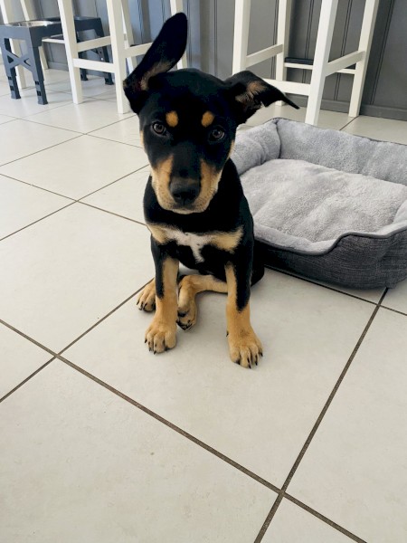 Beautiful Female Kelpie