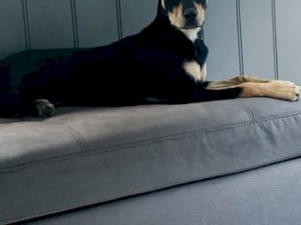 Beautiful Female Kelpie