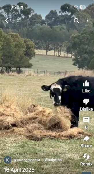 4' x 5' Round Bales for Cattle.  2022 BALNARRING