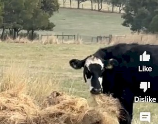 4' x 5' Round Bales for Cattle.  2022 BALNARRING