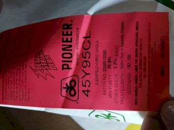 Pioneer 45Y95CL Clearfield Hybrid Canola seed