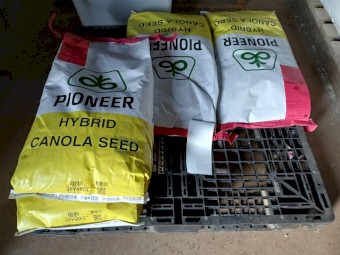 Pioneer 45Y95CL Clearfield Hybrid Canola seed