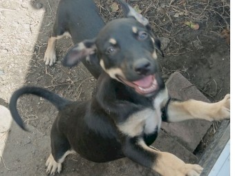 Pedigee Kelpie puppies with papers  for  urgent sale  current traning watchdog so far