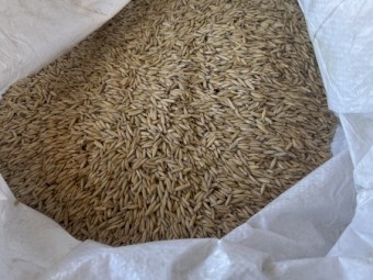 Mulgara Hay Oat Seed