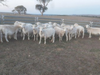 Pure White Dorper Ewes