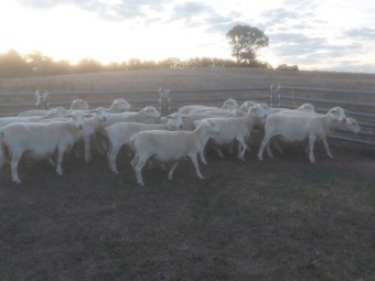 Pure White Dorper Ewes