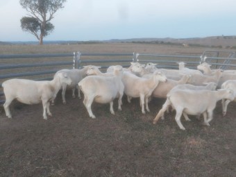 Pure White Dorper Ewes
