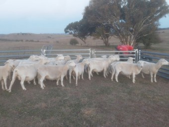 Pure White Dorper Ewes