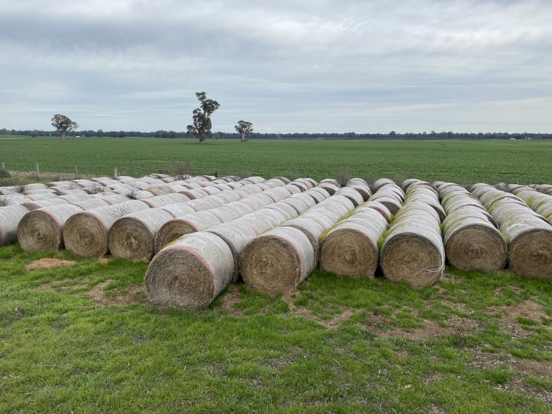 100 x Mixed Lucerne & Oats Hay Round bales