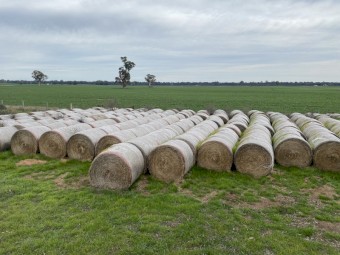 100 x Mixed Lucerne & Oats Hay Round bales