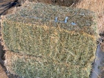 Grassy Lucerne (Small Bales)