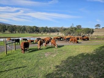 Angus Cows with Calves at foot (6 months) and Back in Calf (PTIC)