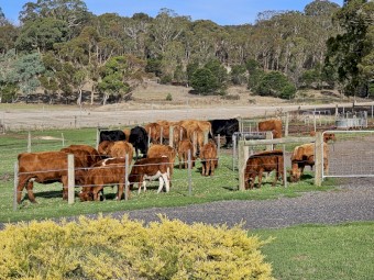 Angus Cows with Calves at foot (6 months) and Back in Calf (PTIC)