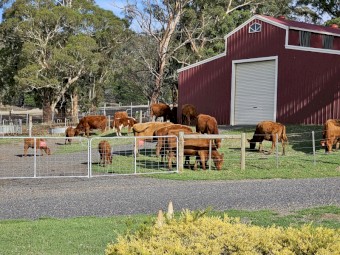 Angus Cows with Calves at foot (6 months) and Back in Calf (PTIC)
