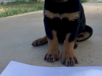 11 weeks old Purebred Rottweiler is looking for a new home