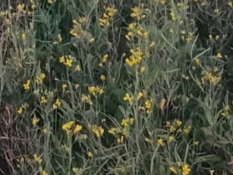 Canola Autumn Cut Soft Stem Haylage 