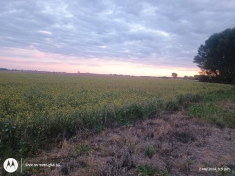 Canola Autumn Cut Soft Stem Haylage 