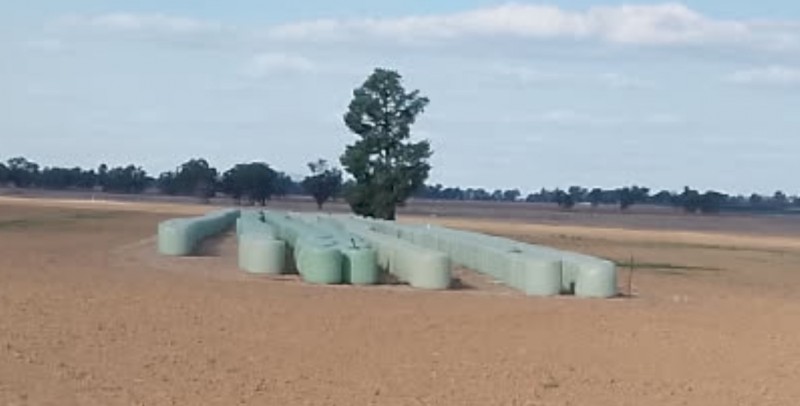Canola Autumn Cut Soft Stem Haylage 
