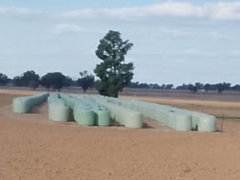 Canola Autumn Cut Soft Stem Haylage 